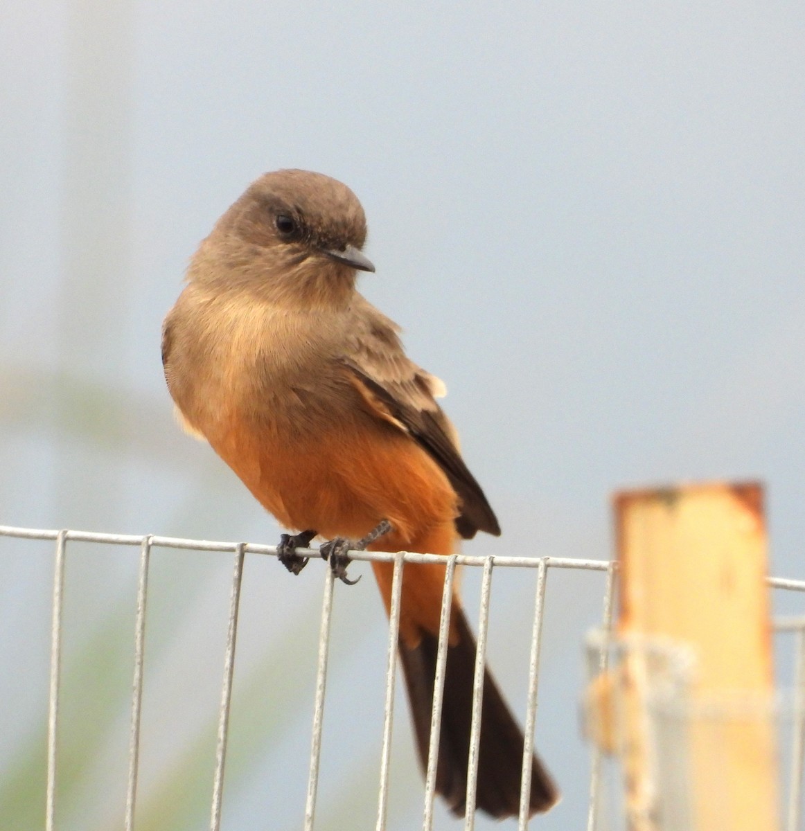 Say's Phoebe - ML623963253