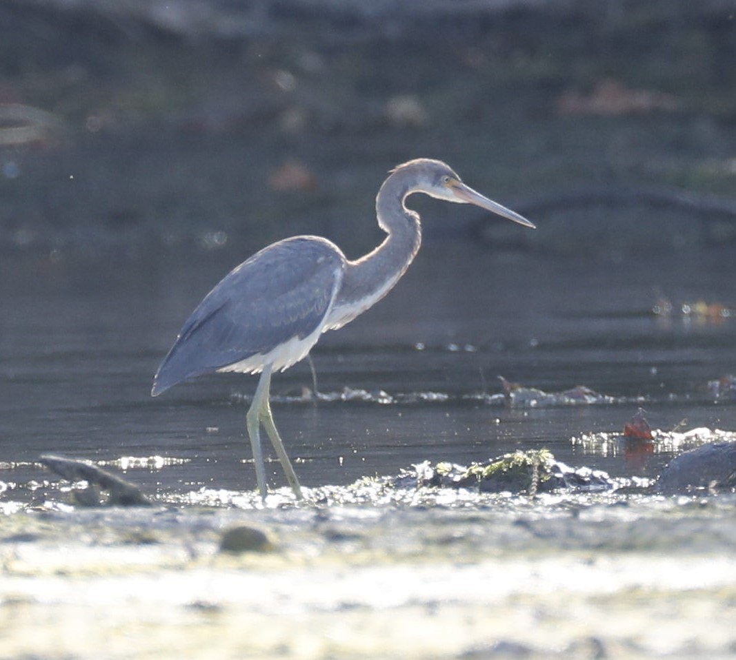 Tricolored Heron - ML623963260