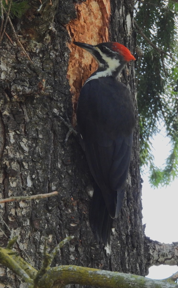 Pileated Woodpecker - Scott Thomson