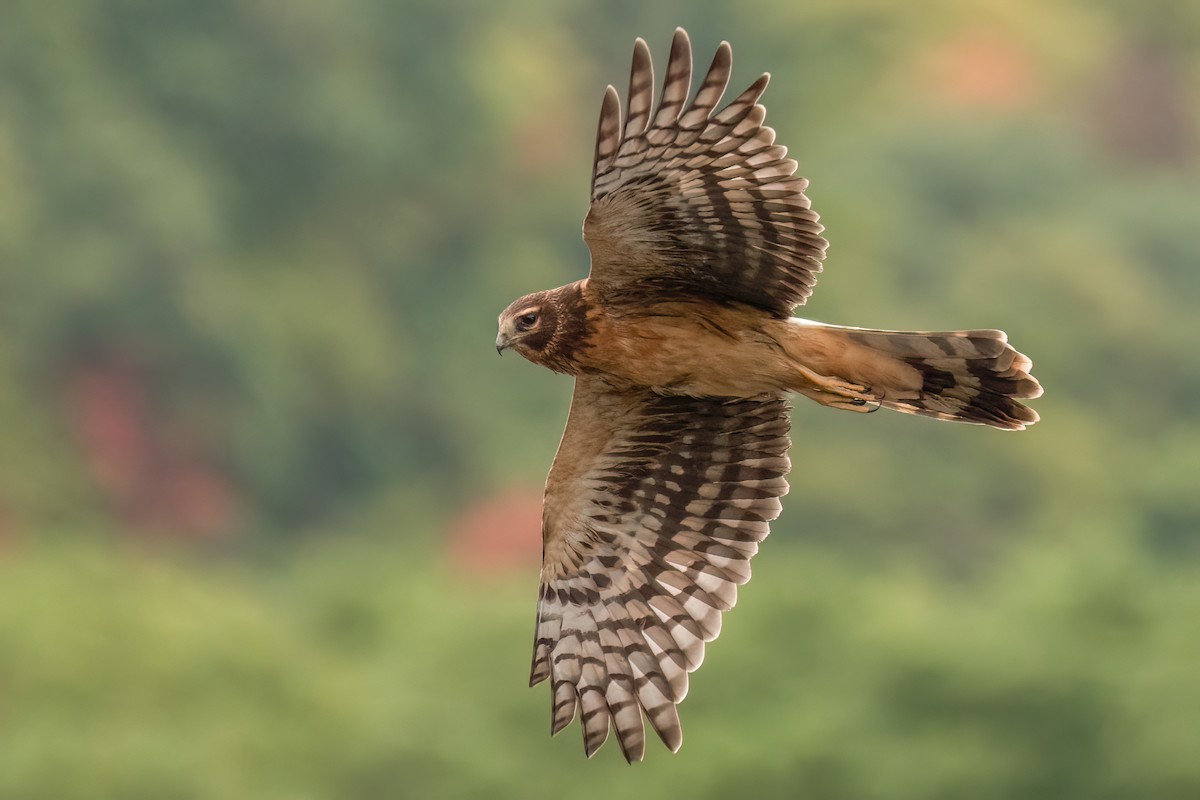 Northern Harrier - ML623963265