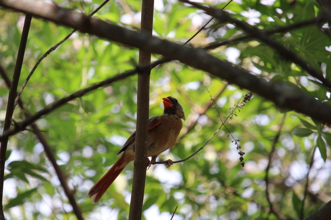 Northern Cardinal - ML623963266