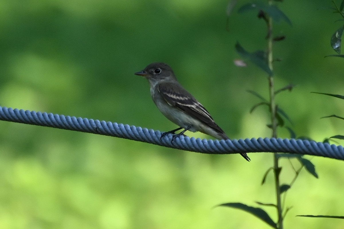 Least Flycatcher - ML623963271