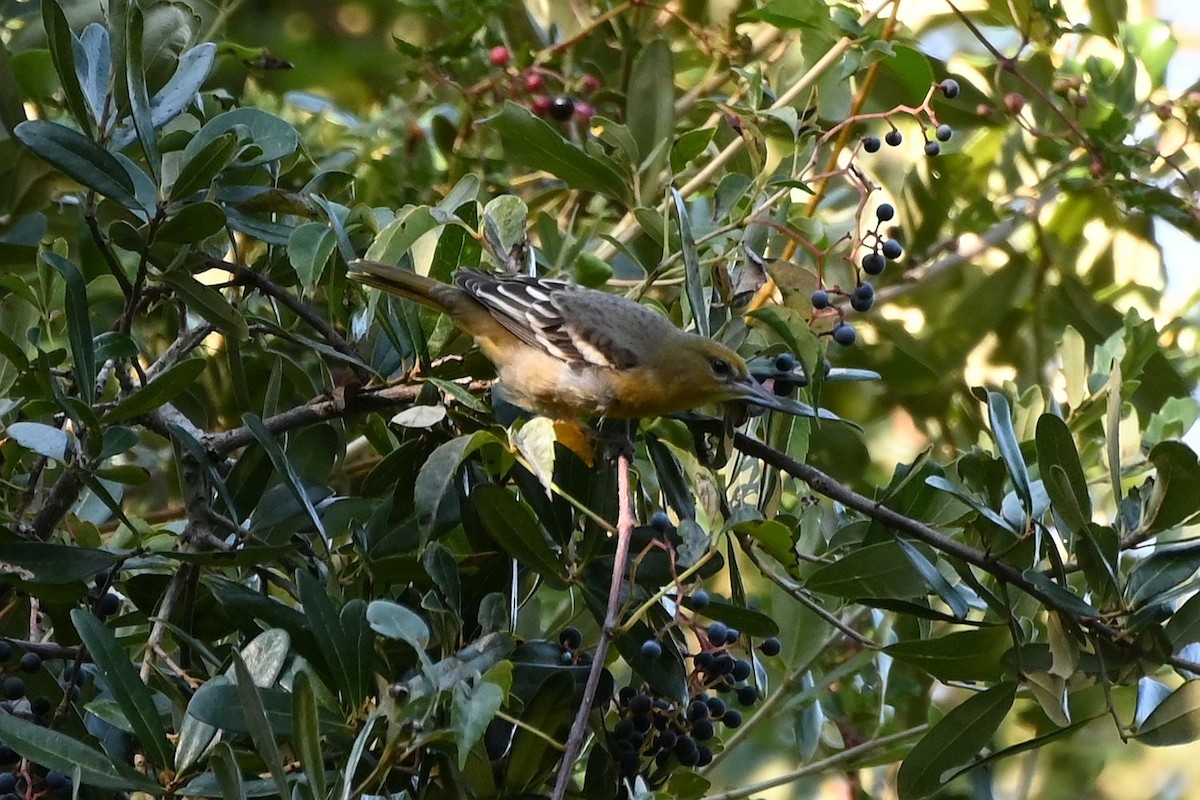 Baltimore Oriole - ML623963275