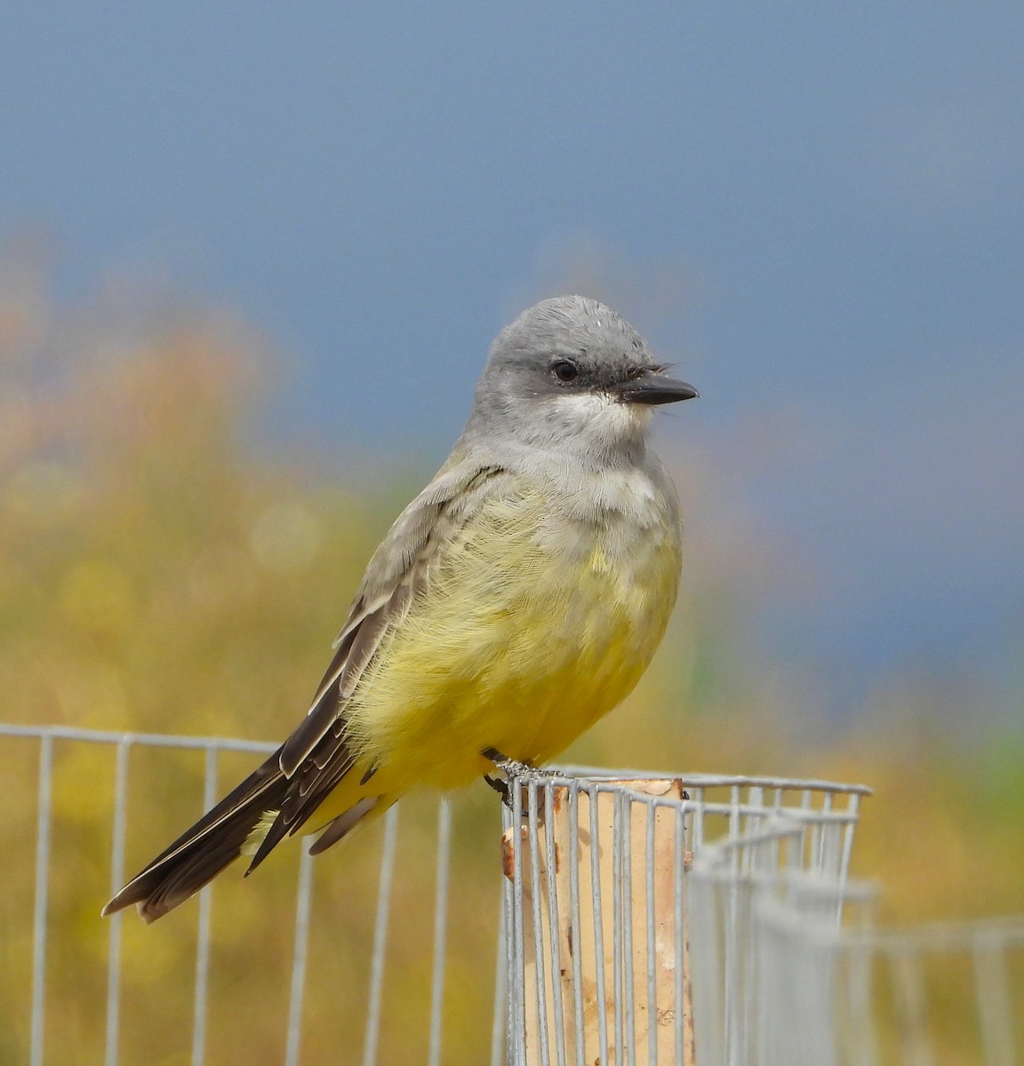 Cassin's Kingbird - ML623963283