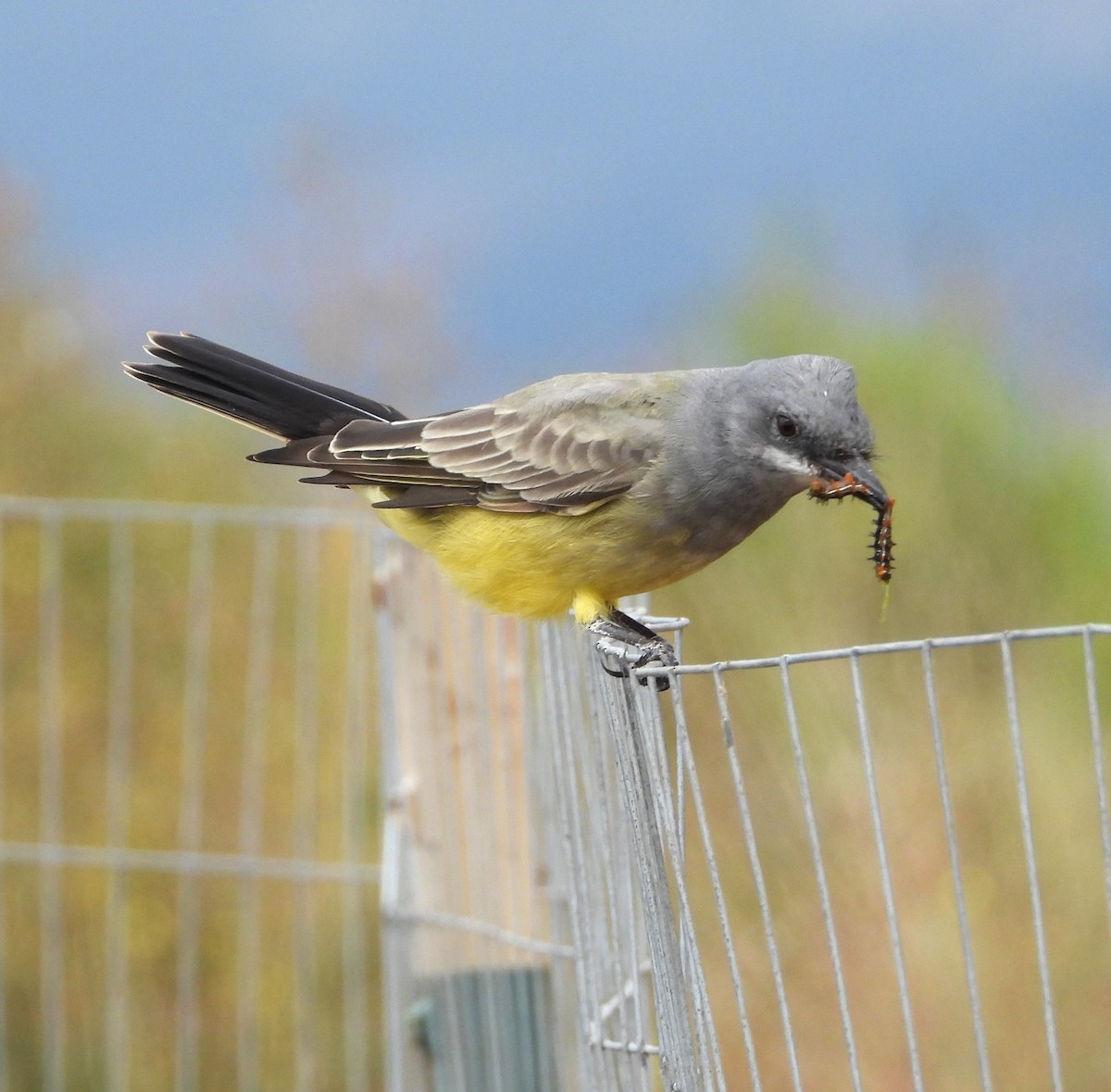 Cassin's Kingbird - ML623963286