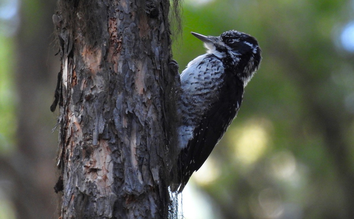 American Three-toed Woodpecker - ML623963295