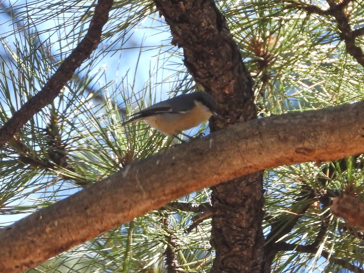 Pygmy Nuthatch - ML623963305