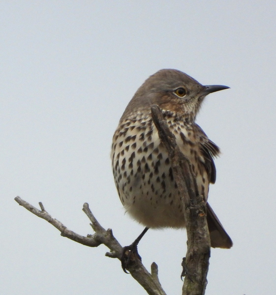 Sage Thrasher - ML623963317