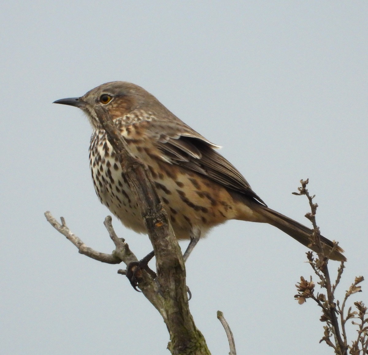 Sage Thrasher - ML623963324