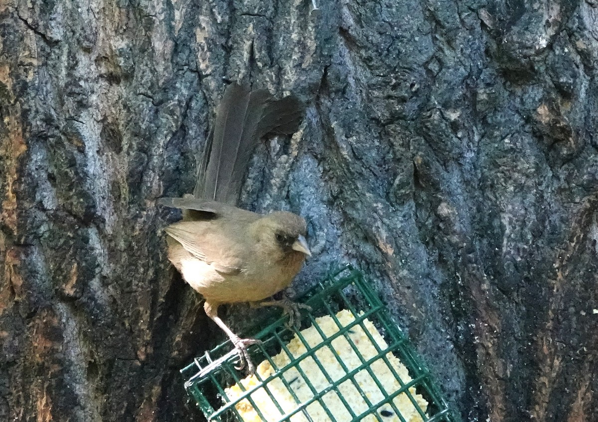 Abert's Towhee - ML623963343