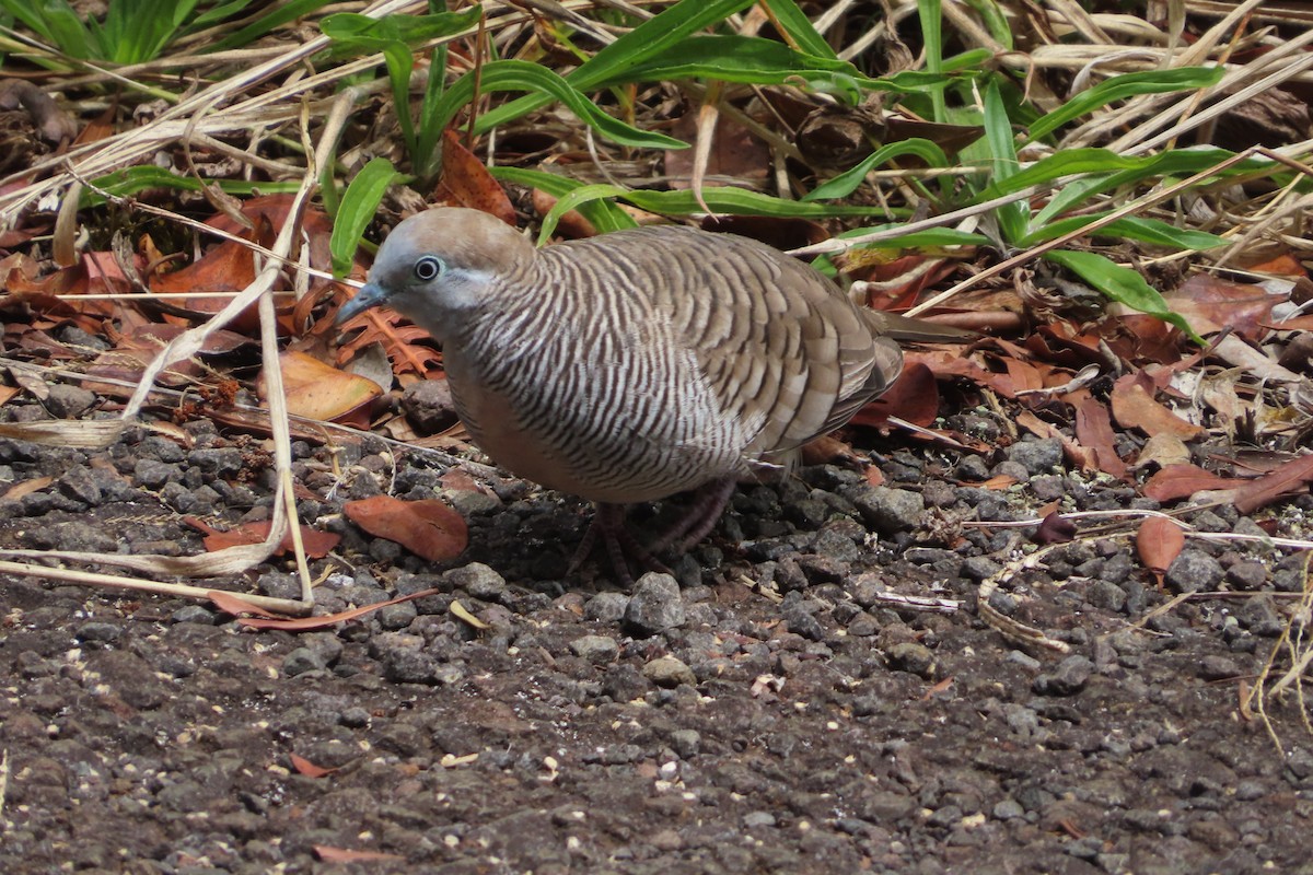 Zebra Dove - Rob Farber