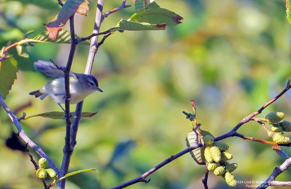 Warbling Vireo - ML623963353