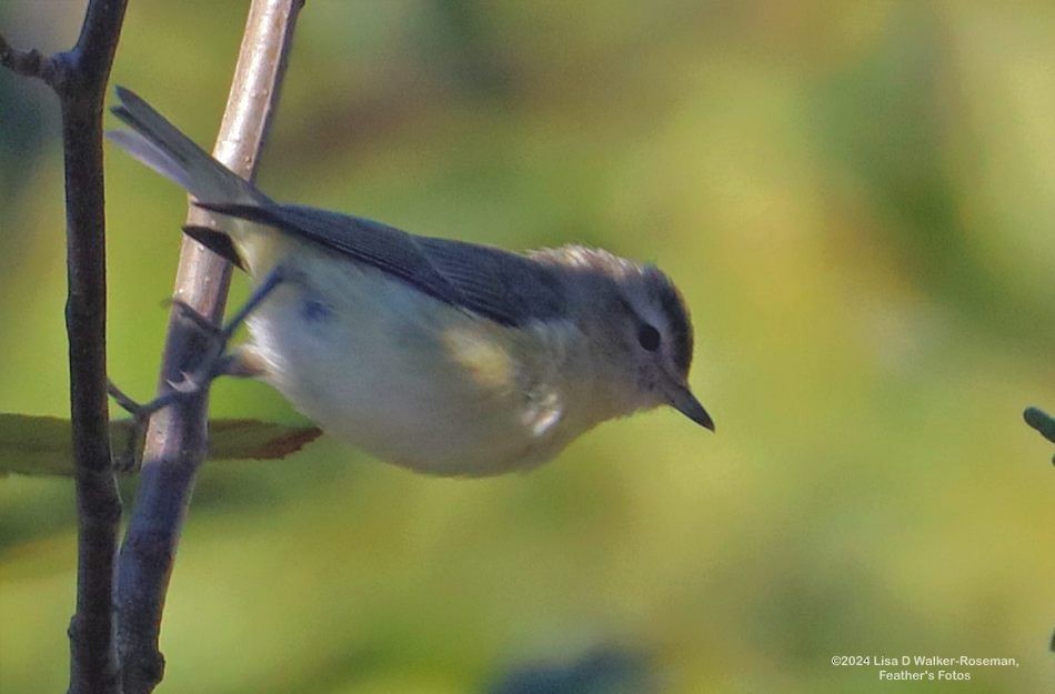 vireo sp. - ML623963363