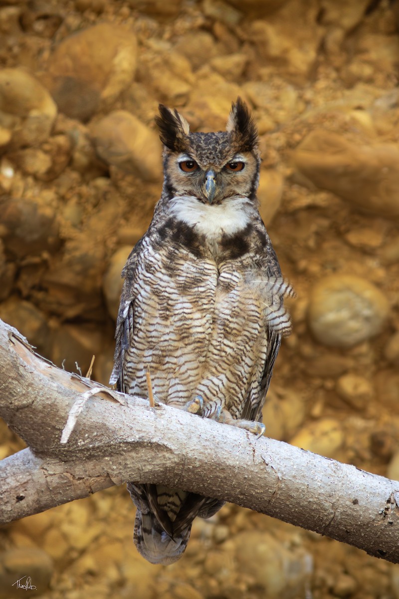 Great Horned Owl - ML623963366