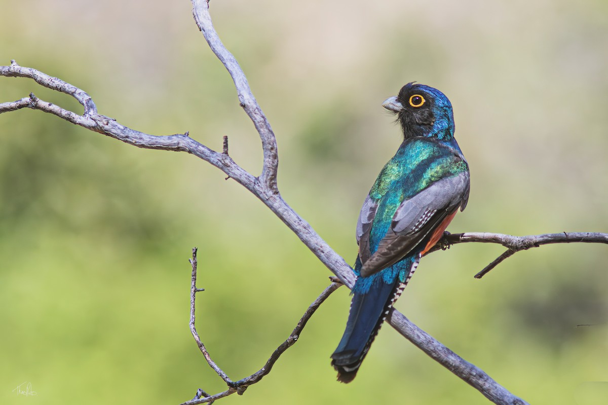 Blue-crowned Trogon - ML623963371