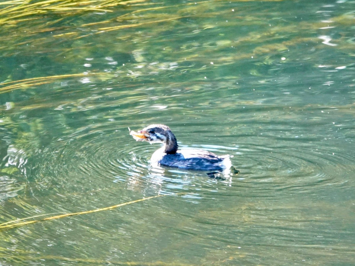 Pied-billed Grebe - ML623963376