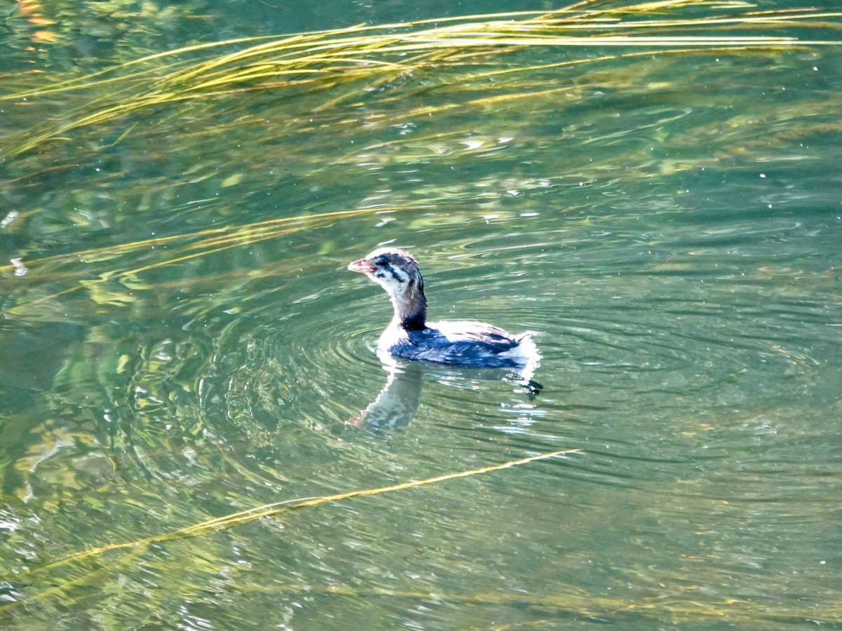 Pied-billed Grebe - ML623963377