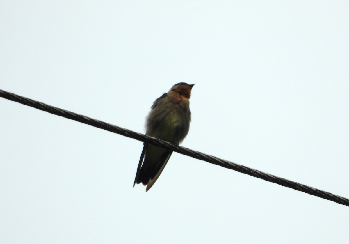 Southern Rough-winged Swallow - ML623963382