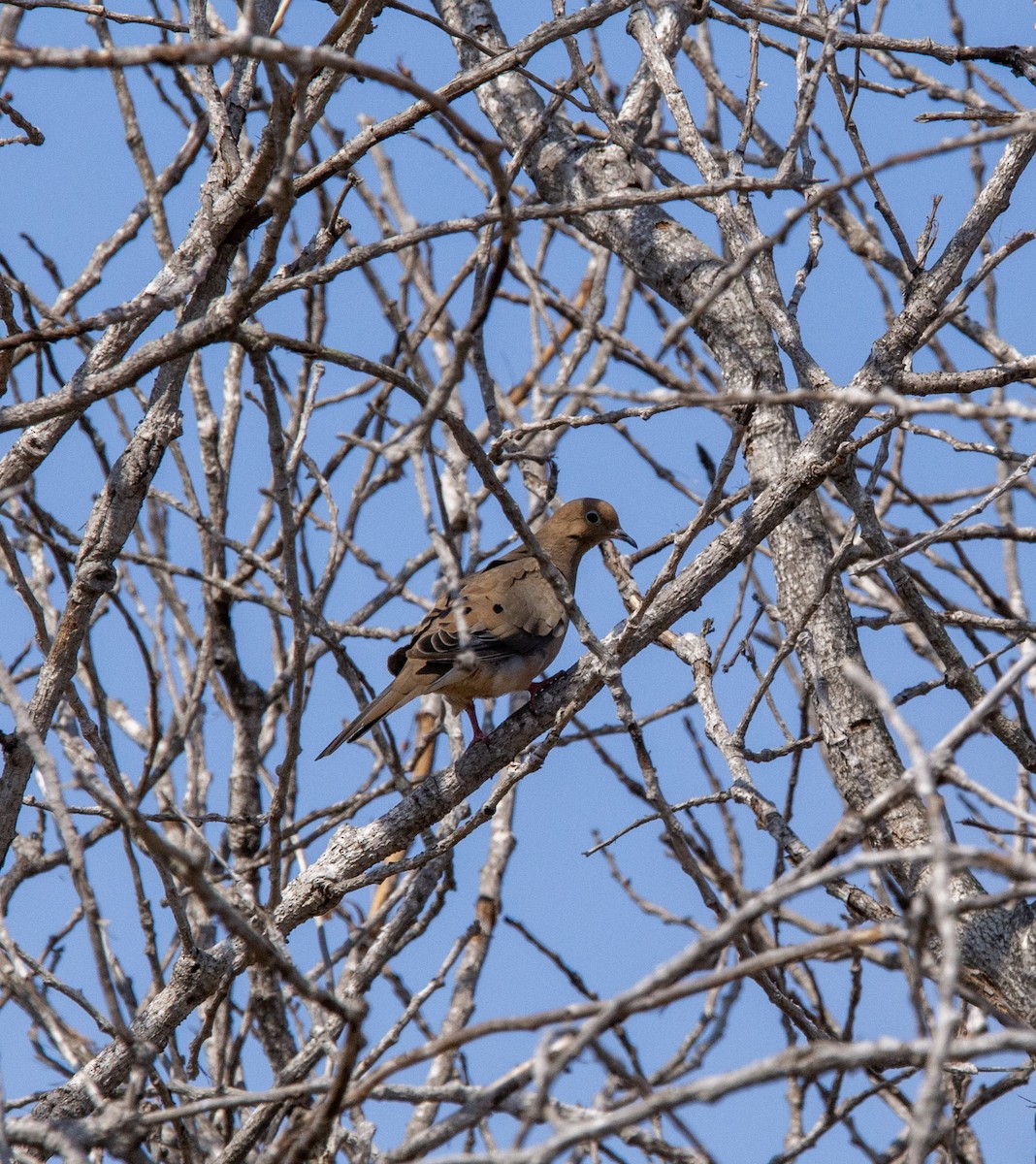 Mourning Dove - ML623963385