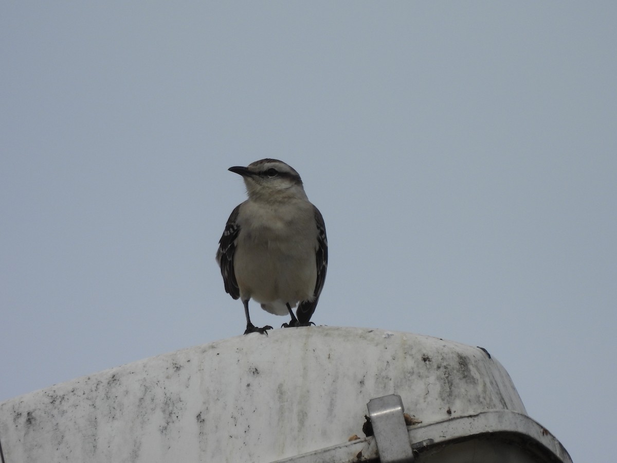 Chalk-browed Mockingbird - ML623963388