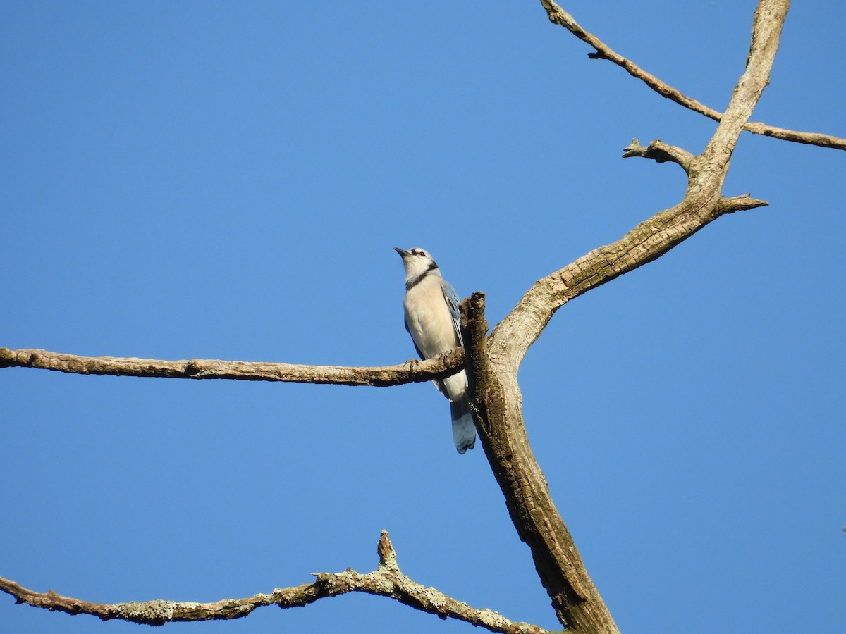 Blue Jay - ML623963392