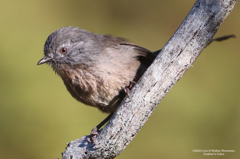 Wrentit - ML623963394