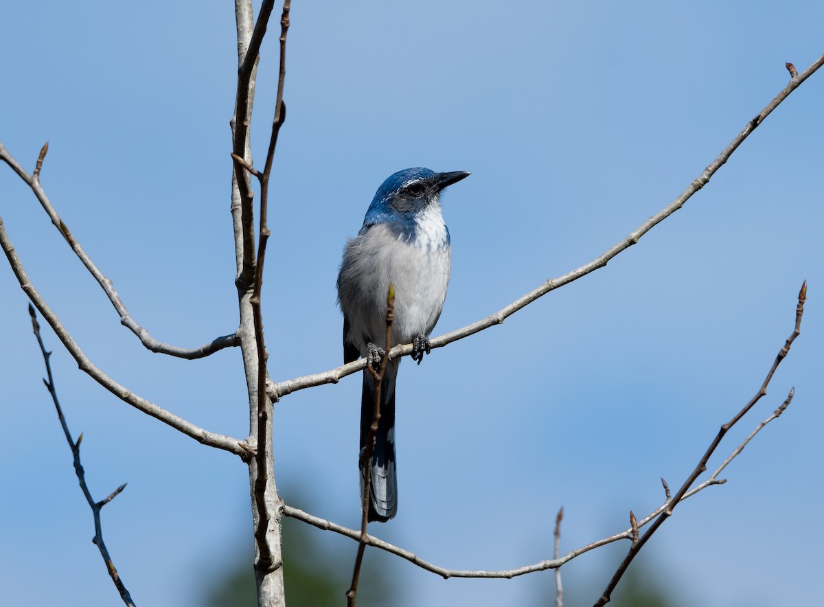 California Scrub-Jay - ML623963404