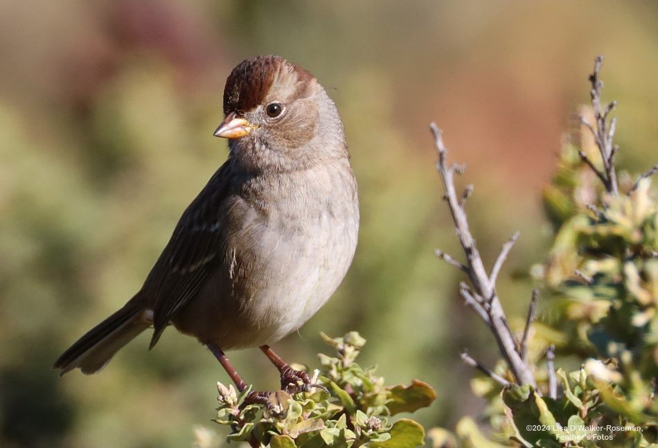 White-crowned Sparrow - ML623963405