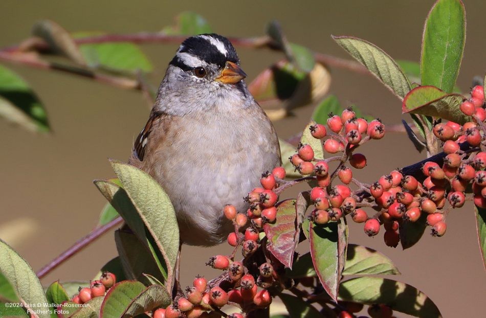 White-crowned Sparrow - ML623963406