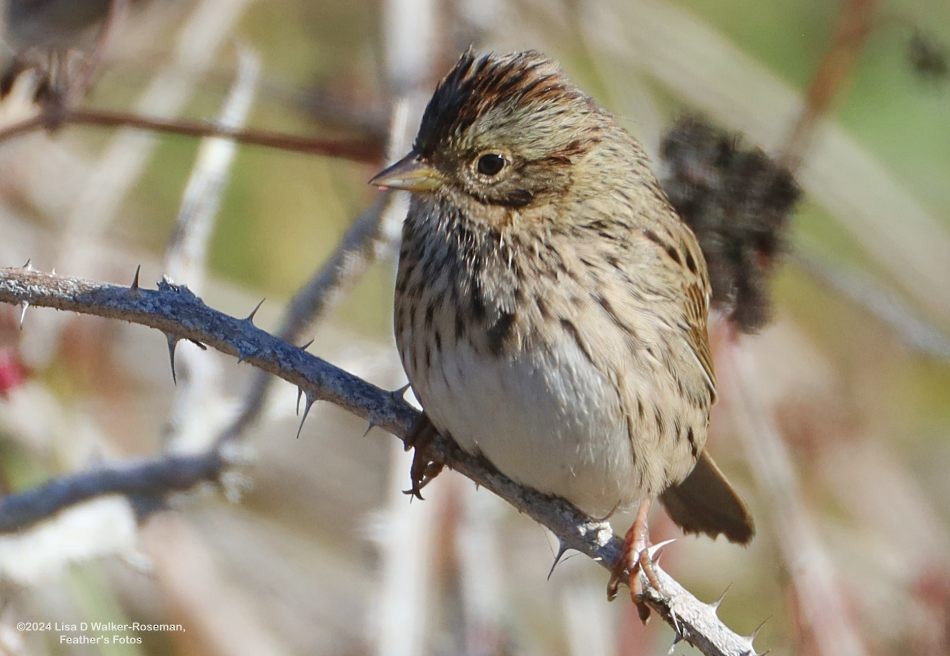 Lincoln's Sparrow - ML623963426