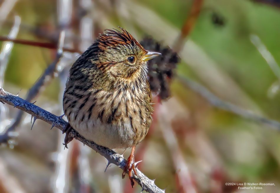 Lincoln's Sparrow - ML623963427