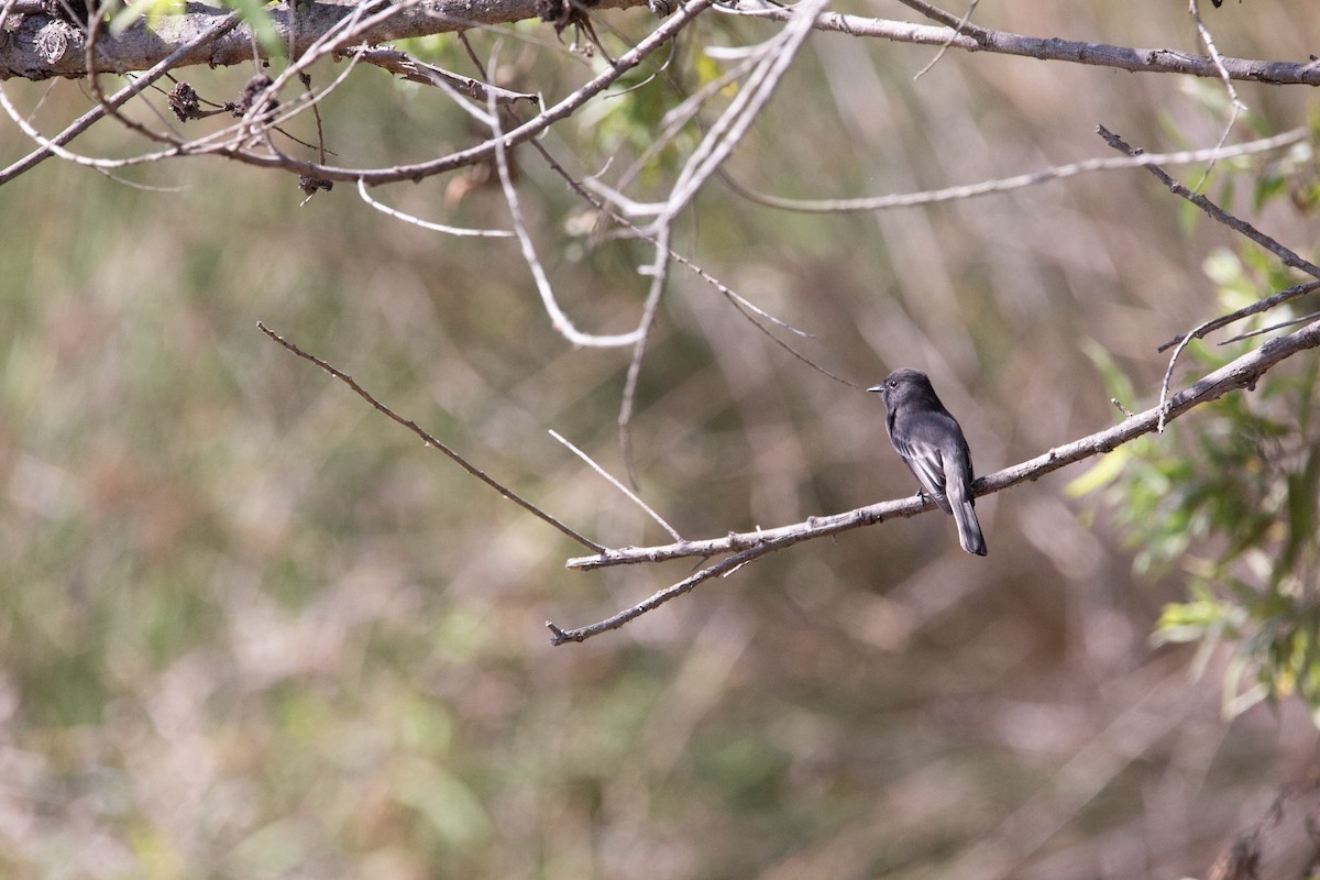 Black Phoebe - ML623963432