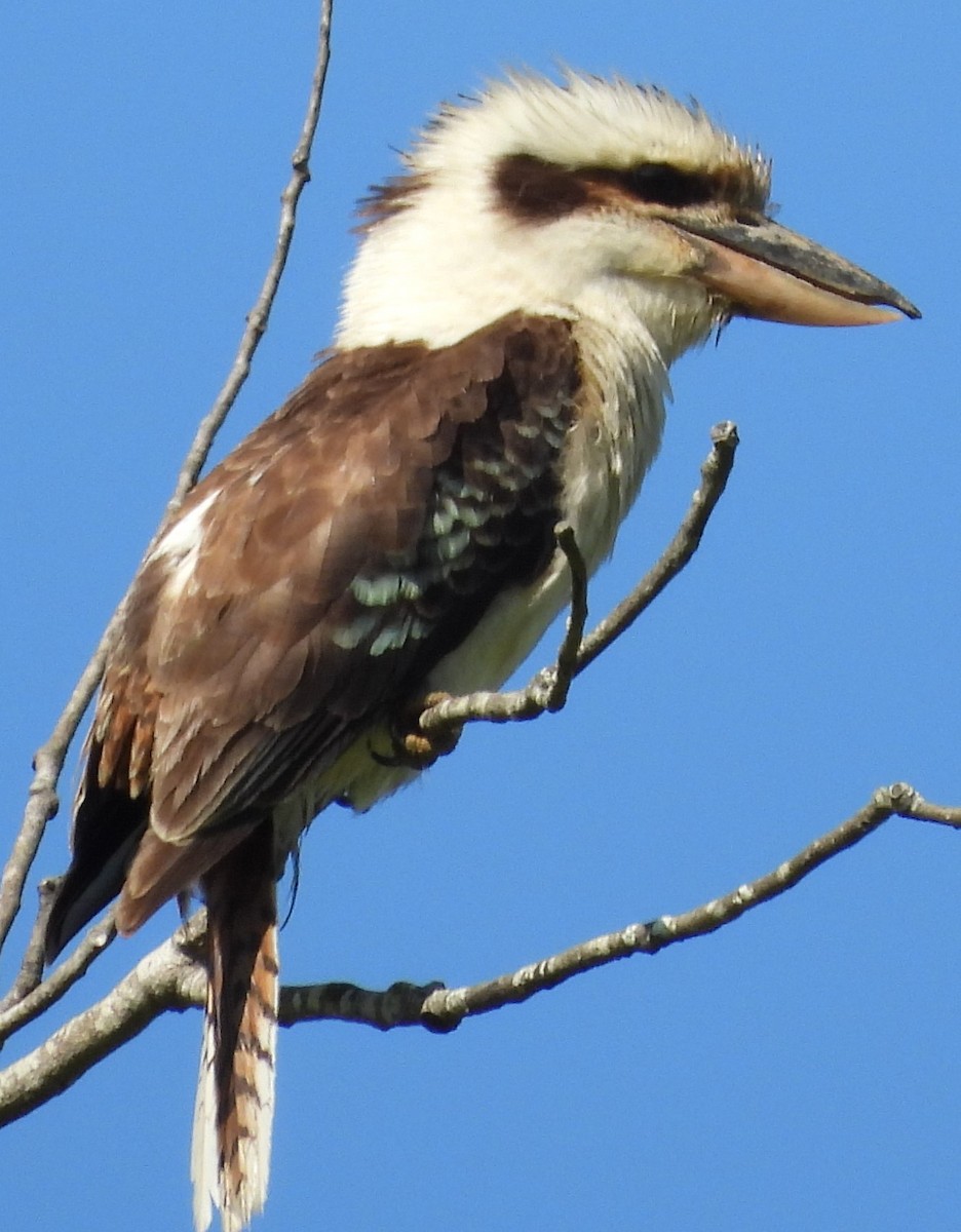 Laughing Kookaburra - ML623963442