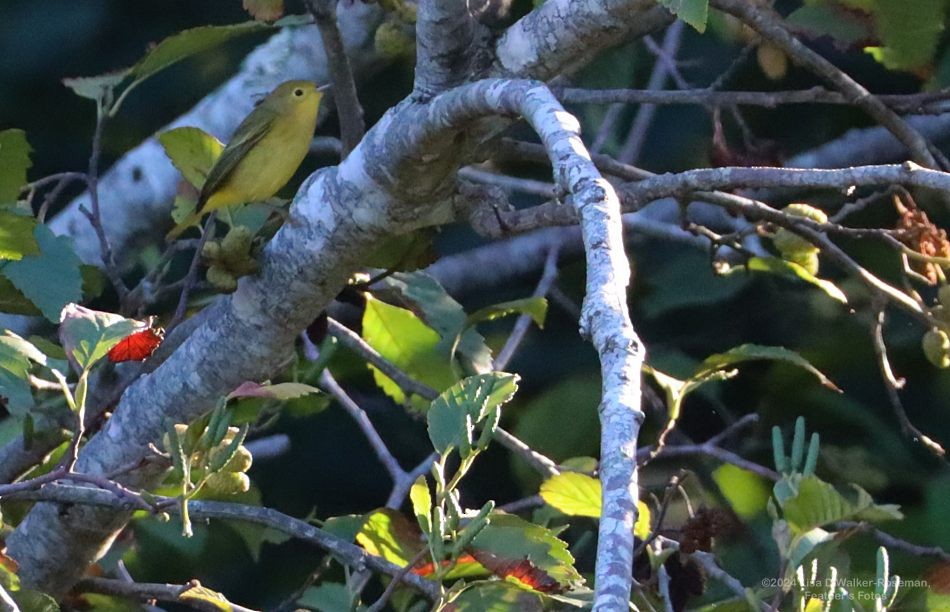 Paruline jaune - ML623963448