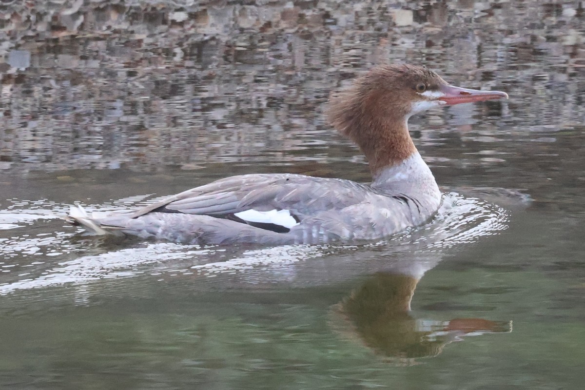 Common Merganser - ML623963450