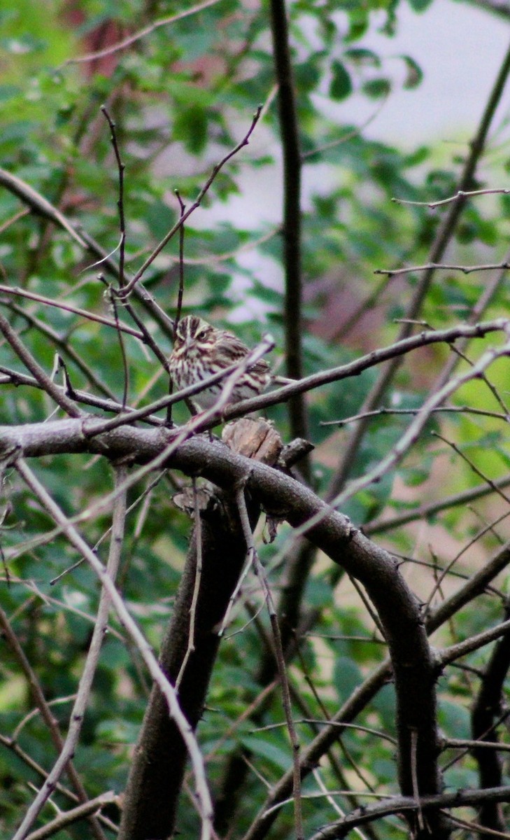 Savannah Sparrow - ML623963456