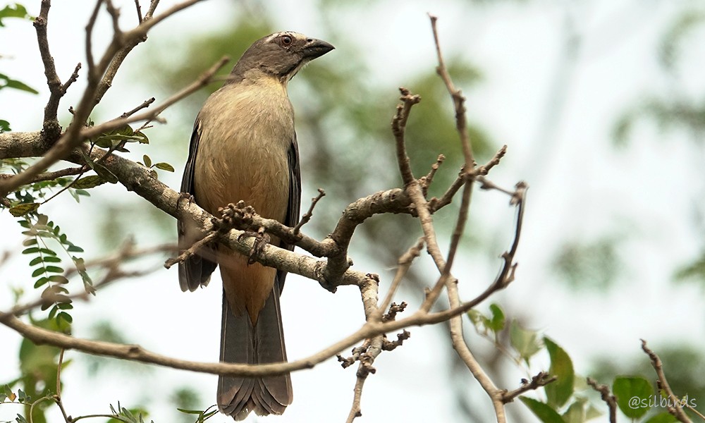 Bluish-gray Saltator - Silvia Vitale