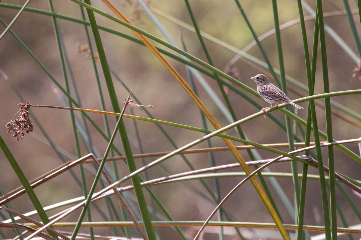 Savannah Sparrow - Candice Johns