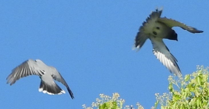 Black-faced Cuckooshrike - ML623963470