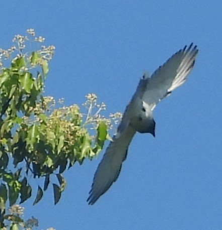 Black-faced Cuckooshrike - ML623963471