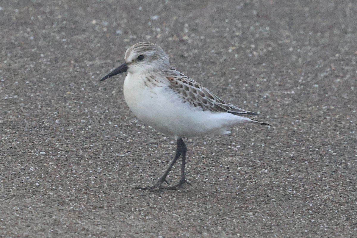 Bergstrandläufer - ML623963474