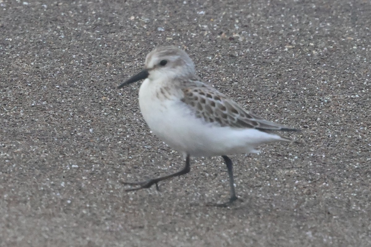 Western Sandpiper - Peter Pyle