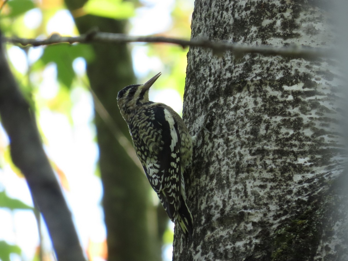 Yellow-bellied Sapsucker - ML623963480