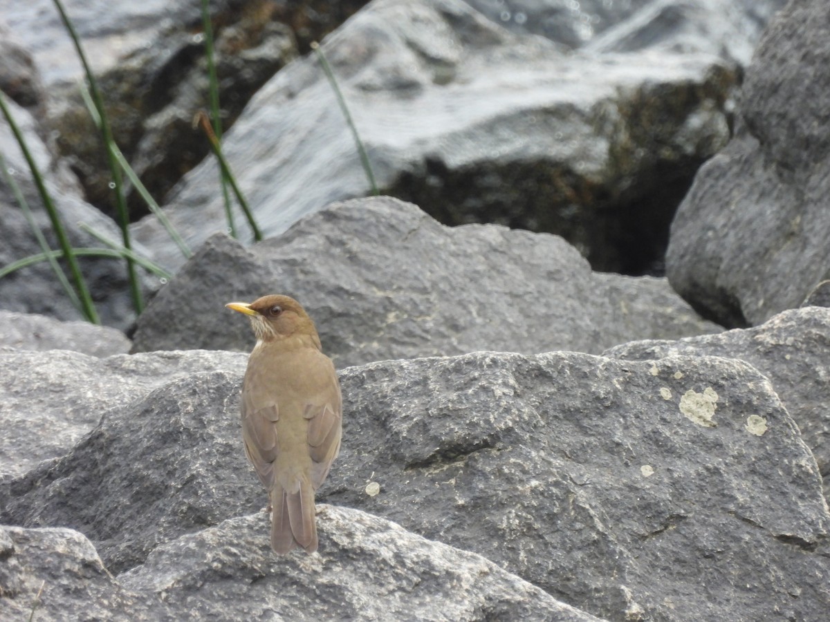 Creamy-bellied Thrush - ML623963483