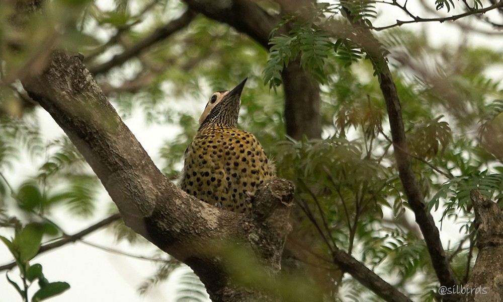 Green-barred Woodpecker - ML623963487