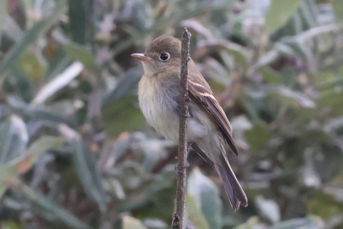 Western Flycatcher - ML623963488