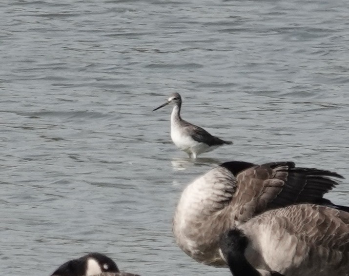 Greater Yellowlegs - ML623963490