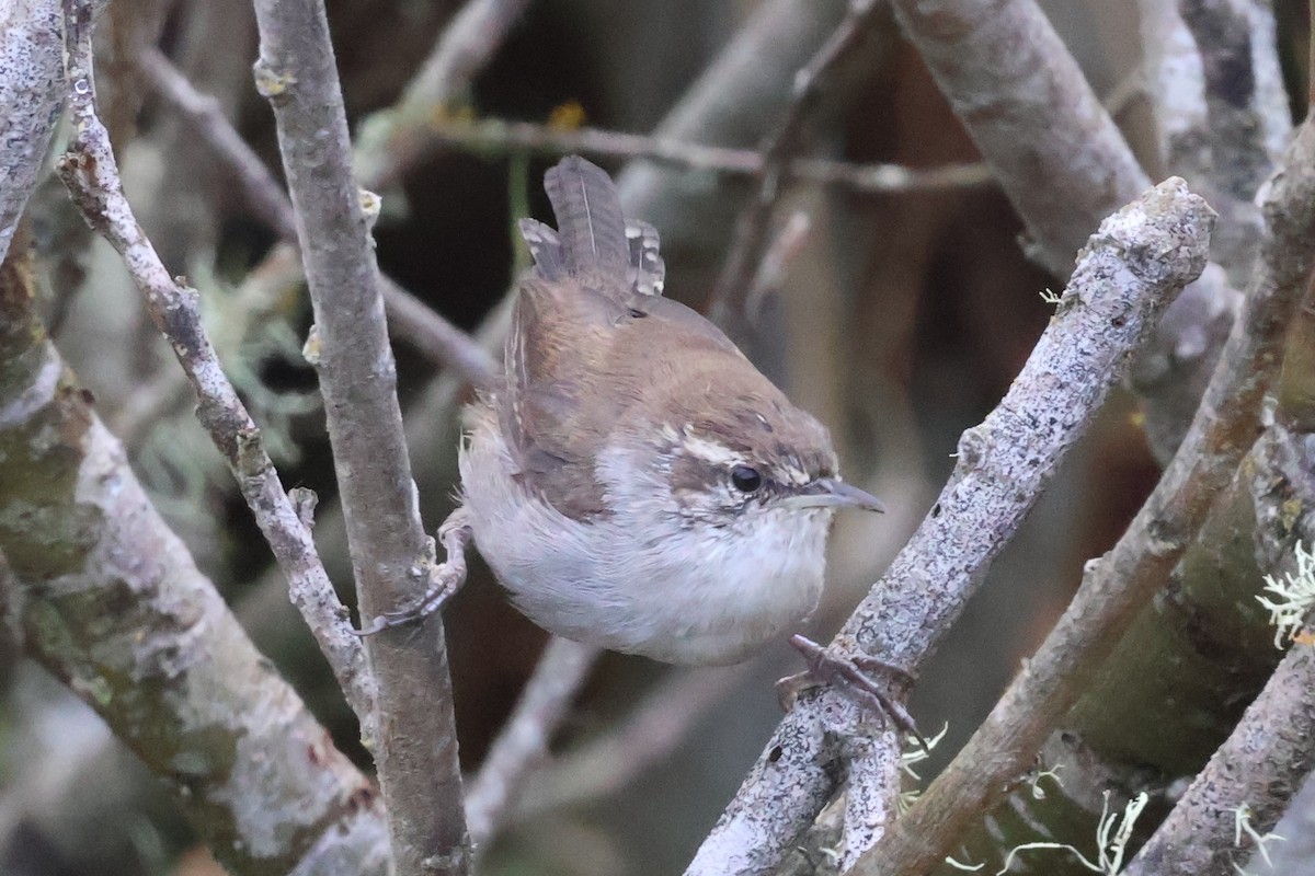 Bewick's Wren - ML623963495