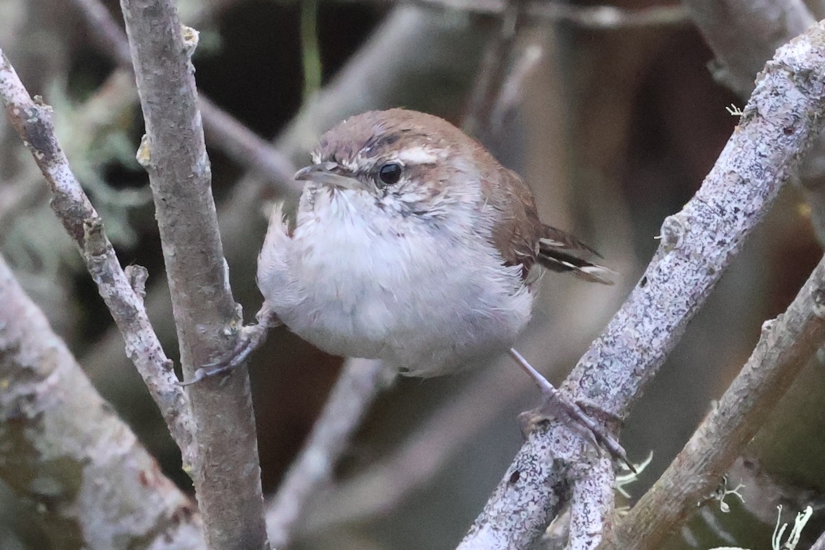 Bewick's Wren - ML623963496