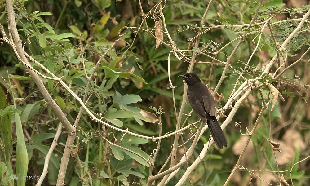 Variable Oriole - Silvia Vitale